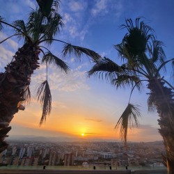 Golden Drift Between Palms