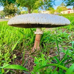 Pillar of the Undergrowth