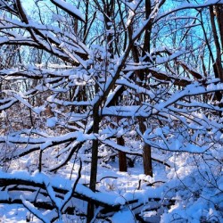 Frozen Limbs 2B