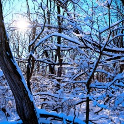Frozen Limbs 3