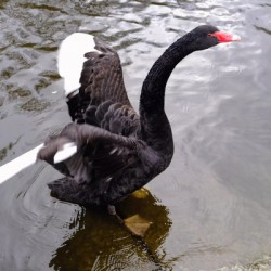 A Black Swan Moment 2