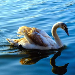 Baby Swan Cygnet