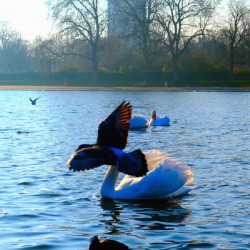Pigeon-bombed Swan