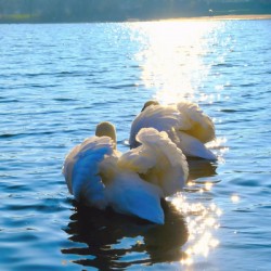 Behind Wings of Love 2B