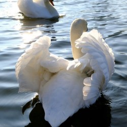 Behind Wings of Love 1A