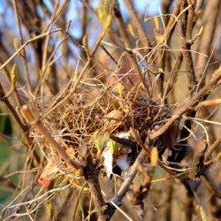 Sanctuary Among Branches