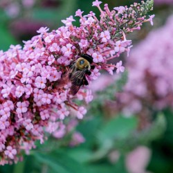 Sustaining Grace:  The Bee and the Butterfly Bush