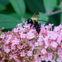 Just Bee Still In Fields of Pink