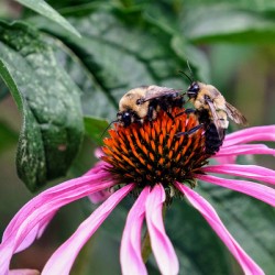 Dual Architects of Life on a Coneflower Stage