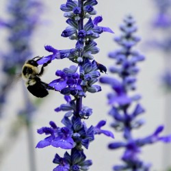 Lavender Towers and the Bee