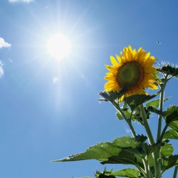 Skyward Confession: A Sunflower’s Secret
