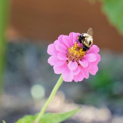 The Quiet Provider: Portrait of Pollination