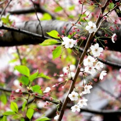 Cherry Blossom 2