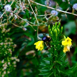 To Bee or Not to Bee  -- Kiss My Shiny Bumble Butt