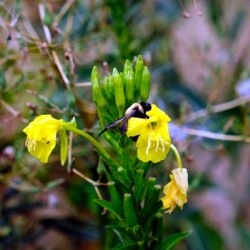 To Bee or Not to Bee  3   -- The Struggle Is Real