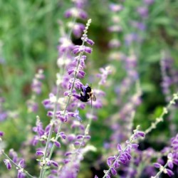 To Bee or Not To Bee--Small Flower Big Flavor 2