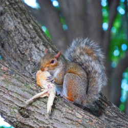 Tastes Like Chicken...Because it IS