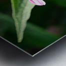 Duo at Dawn: Bees on the Coneflower’s Crown Metal print