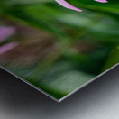 Wings of Purpose Petals of Peace: Coneflower Moment Metal print