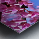 IMG 1648 Metal print