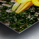 Bursting Beauty Metal print