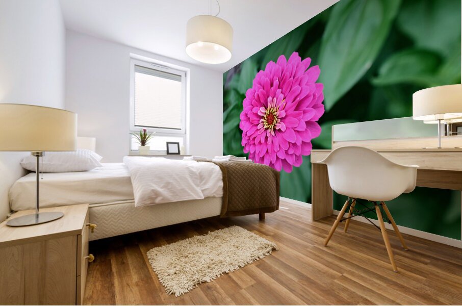 Common Zinnia with Uncommon Beauty Mural print