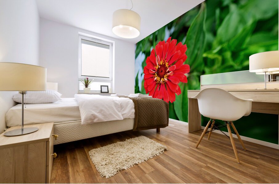 A Zinnia in Meditative Bloom Mural print