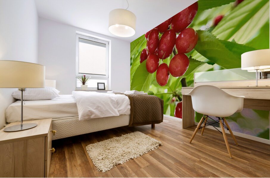 The Cherry Covenant: Nature’s Silent Promise Mural print