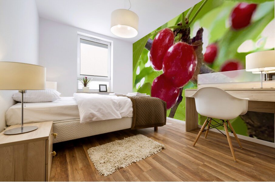 Ripened Silence: Cherries in the Suns Embrace Mural print
