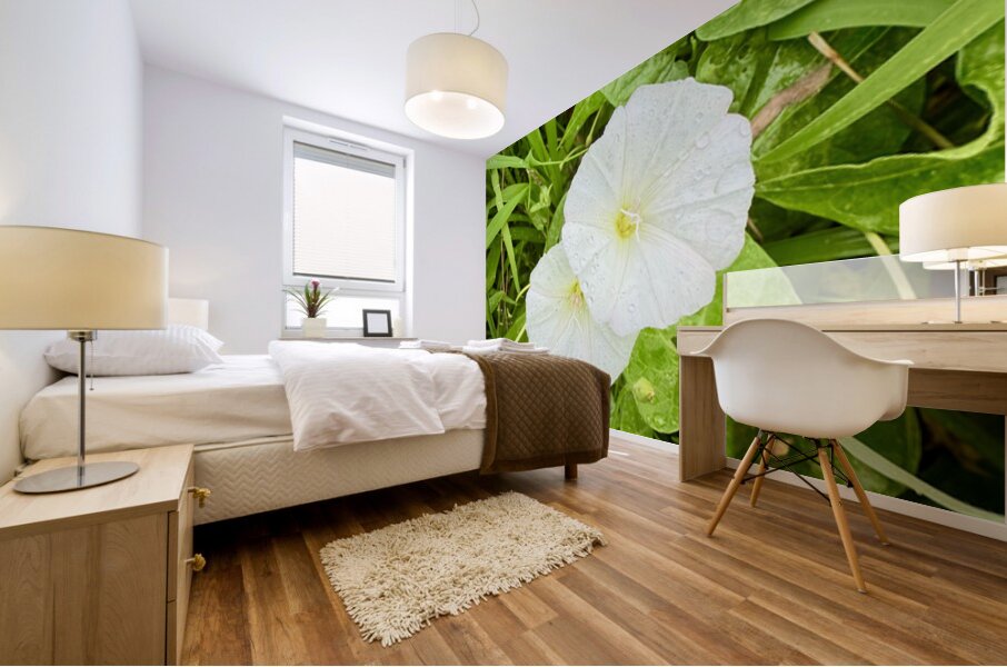 Paired in Bloom: Bindweed Duo Mural print