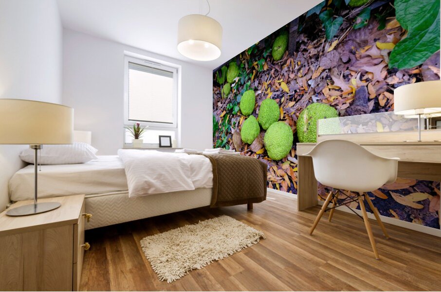 Osage in Autumn Mural print