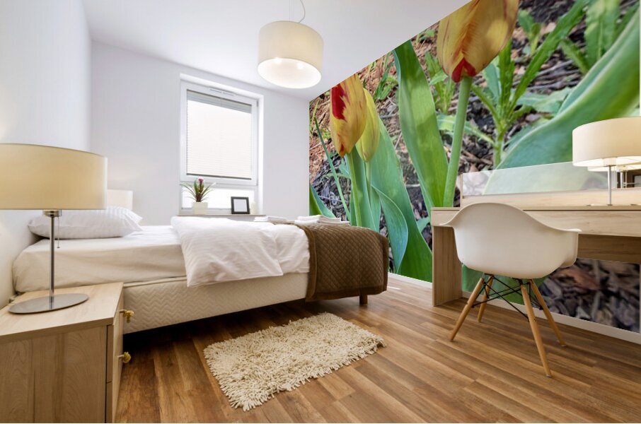 IMG 1613 Mural print