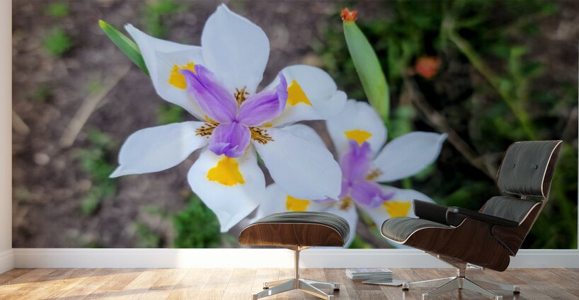 Fortnight Lily Flowers:  The Unfolding of African Iris in Earth’s Stillness Wall Murals
