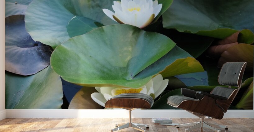 Hidden Beauty Water Lily Wall Murals