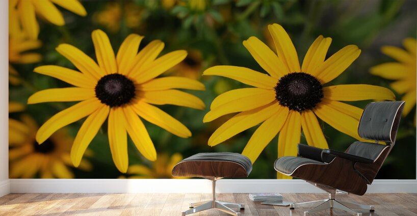 Golden Resilience: Black-Eyed Susan in Summer Bloom Wall Murals