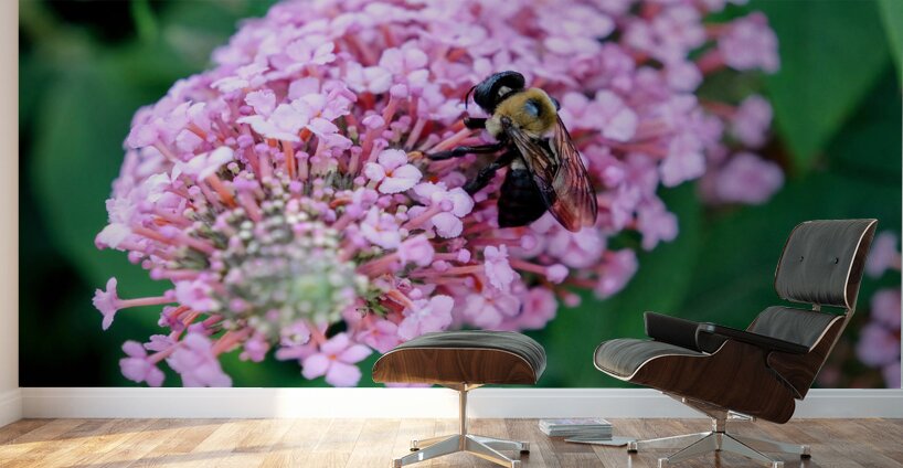 Bee Still on Butterfly Bush Wall Murals