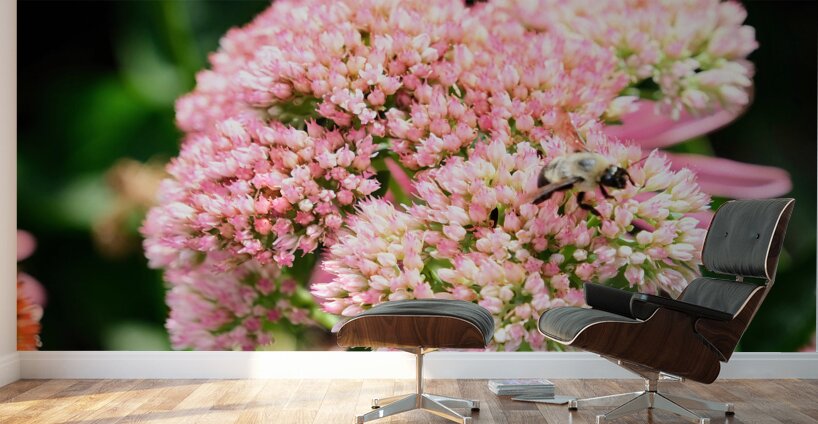  Sedum and the Messenger of Life Wall Murals