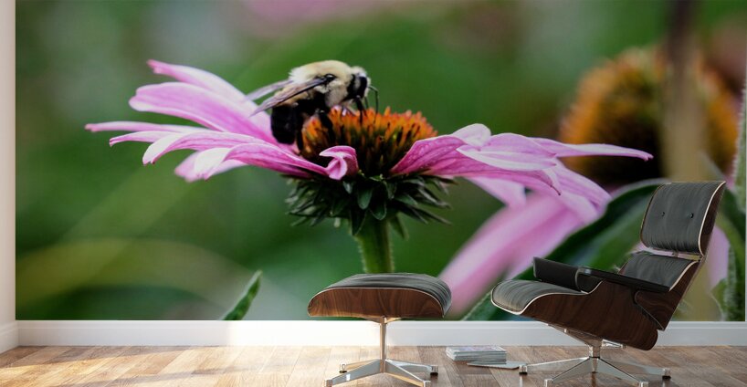 A Bumblebee’s Pause on Coneflower Wall Murals