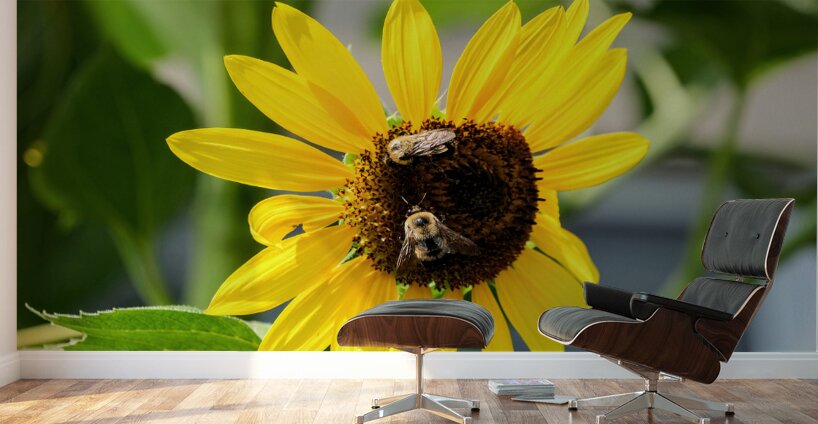 The Sunflower Keeps Time for Two Wall Murals