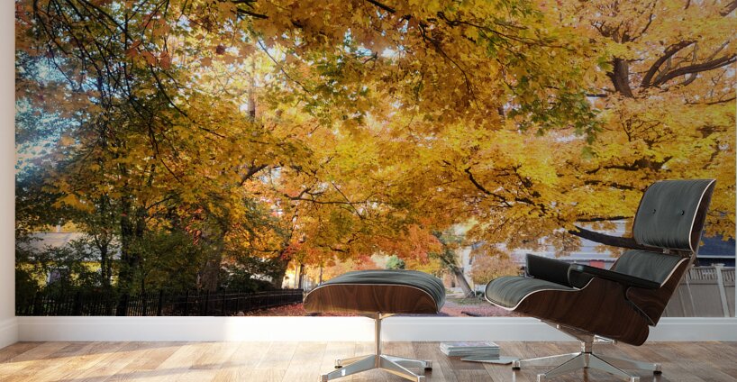 Fall Over the Road Wall Murals