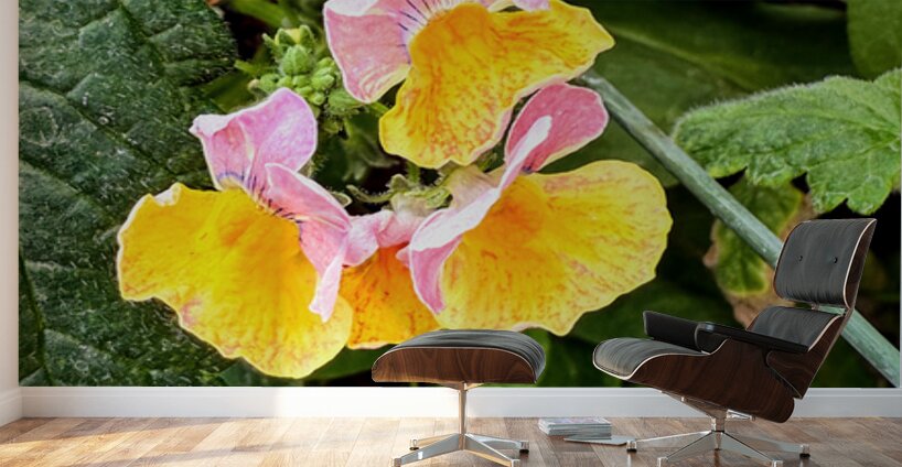 Pocketful of Sunshine Wall Murals