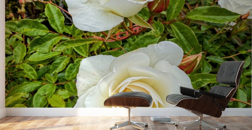 White Rose: Porcelain Breeze Wall Murals
