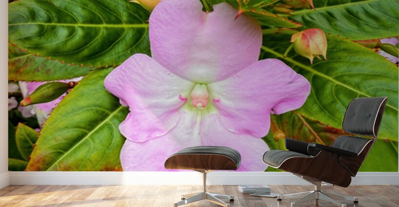 Impatiens: Soliloquy in Pink Wall Murals