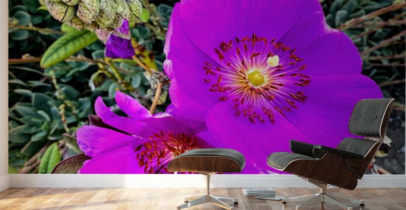 Rock Purslane: Pulse of the Desert Bloom Wall Murals