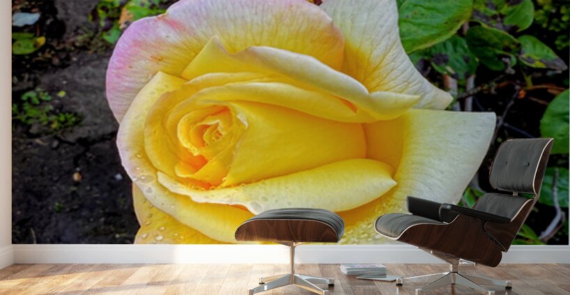 Yellow Rose: Velvet Helix Wall Murals