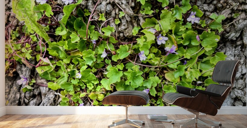  Ivy-leaved Toadflax: A Green Defiance Wall Murals