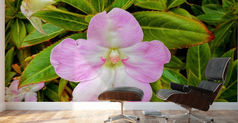 Impatiens: One Quiet Bloom Wall Murals