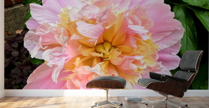 Raspberry Sundae: The Painter’s Peony Wall Murals