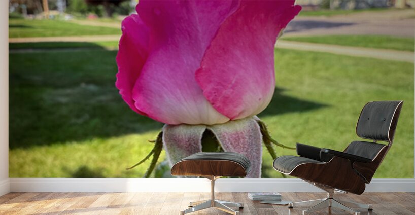 The Rose That Waits: Patience in Pink Wall Murals