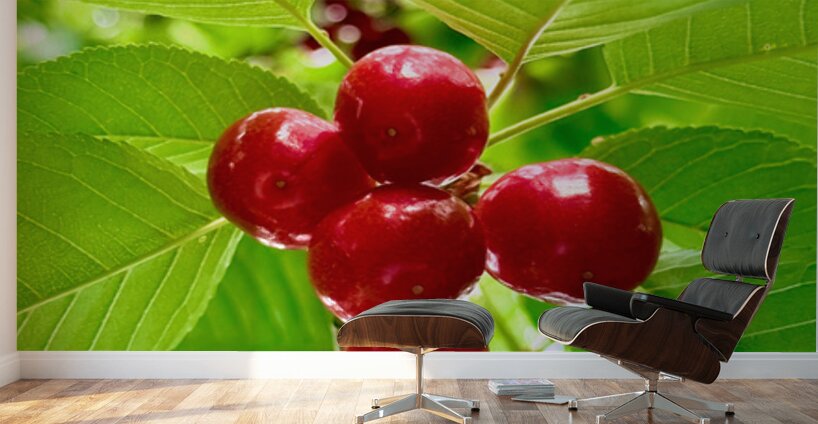 Scarlet Clusters of Abundance Wall Murals